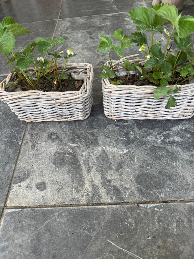 Mandjes met aarbeien plantjes, Steen, Minder dan 30 cm, Rond, Ophalen of Verzenden