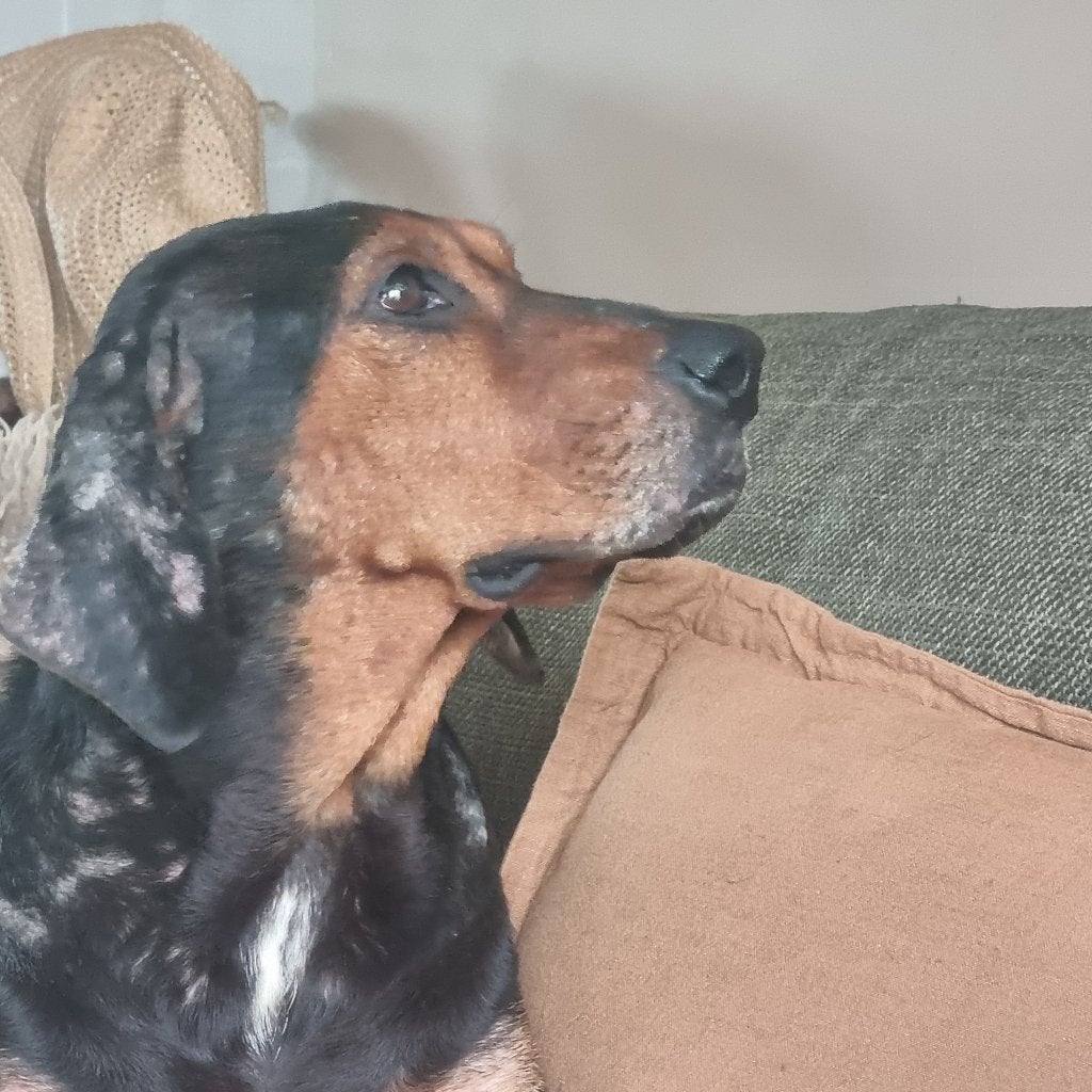 Hondenspullen gezocht  voor honden in Bulgarije, Ophalen of Verzenden