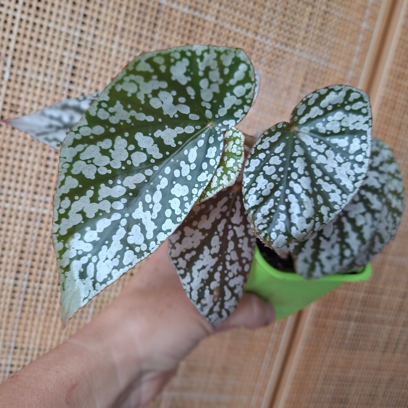 Begonia Snowcap plant, Ophalen of Verzenden, Halfschaduw, Minder dan 100 cm