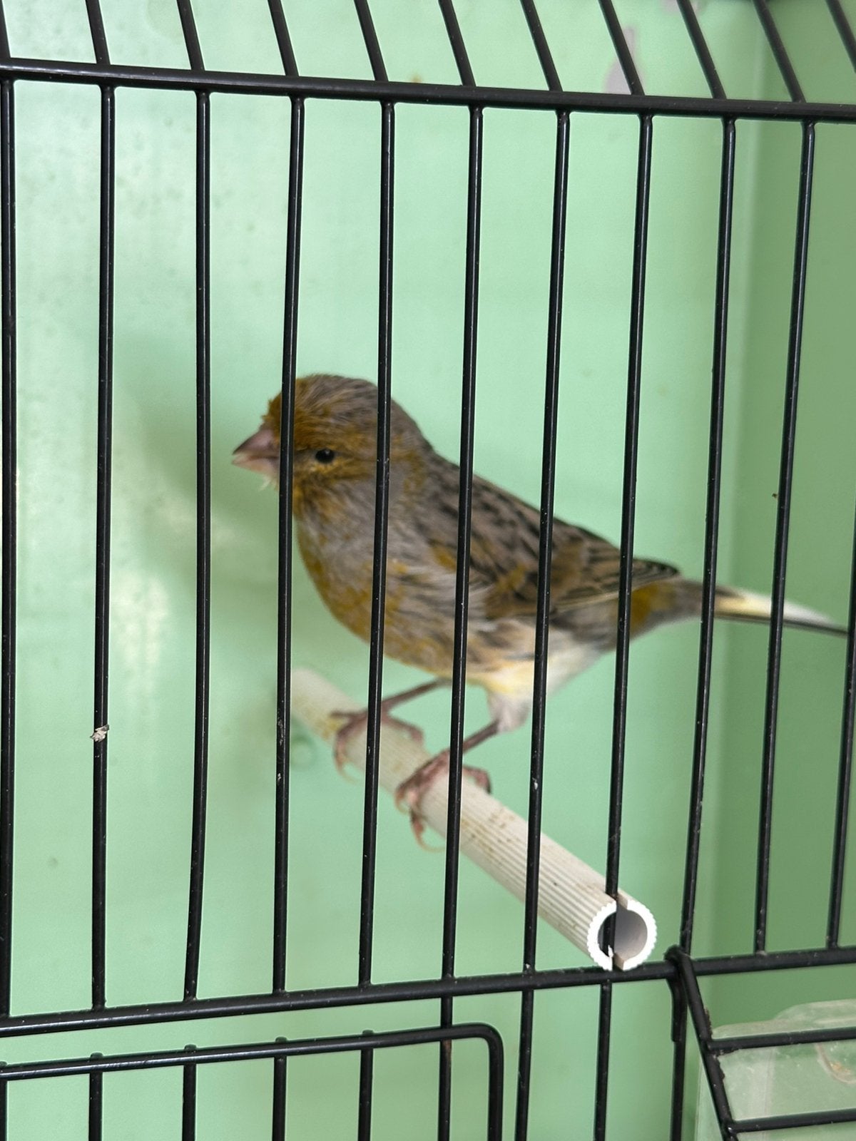 Een mooie jonge mannelijke kanarie., Mannelijk, Zangkanarie