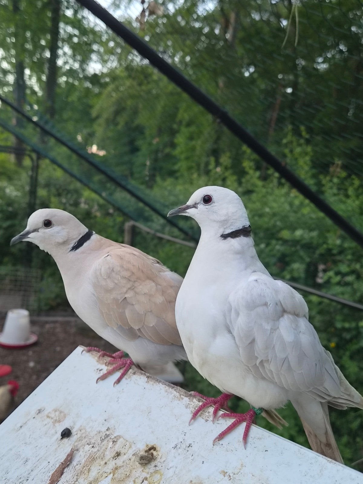 Lachduiven/ Tortelduiven / Pasteldoffers, Mannelijk, Tortelduif