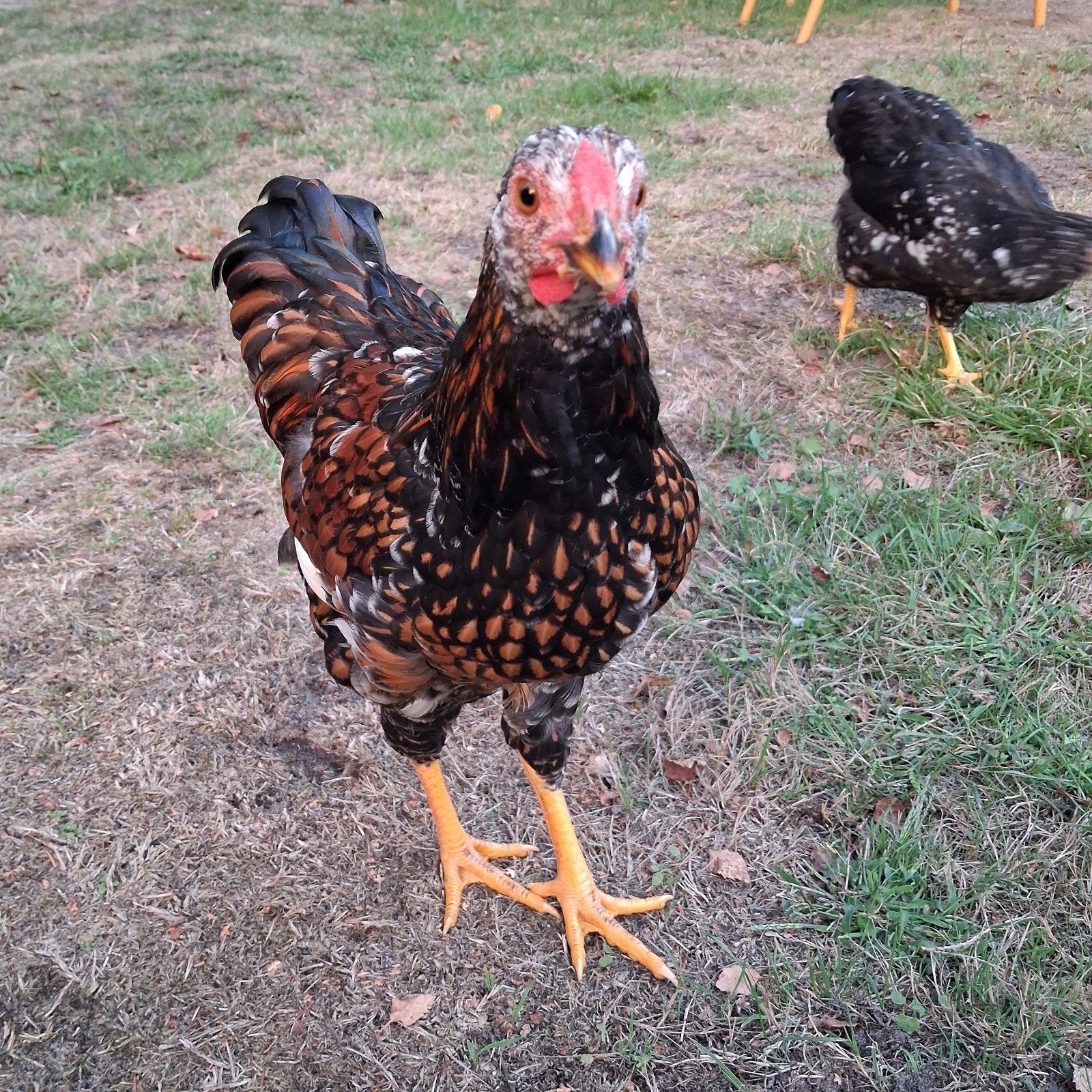 Wyandotte kriel hanen (€10 per stuk), Dieren en Toebehoren, Mannelijk, Kip