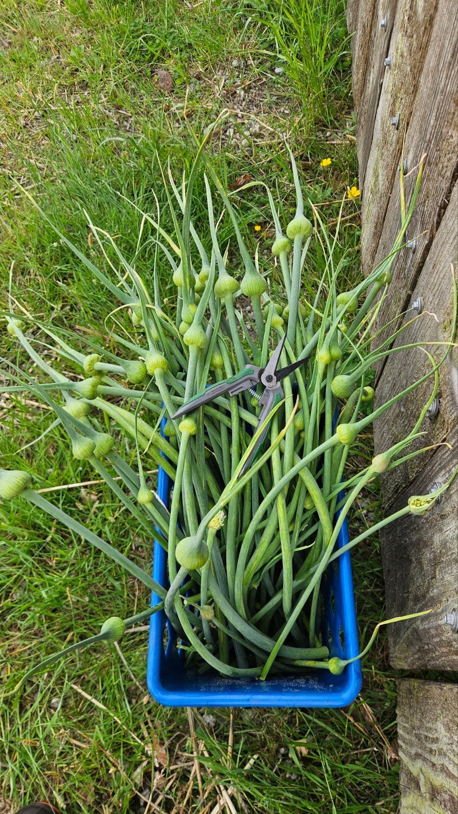 Knoflook bloemstelen, knoflookbloem, knoflookbloemstelen, Ophalen, Volle zon