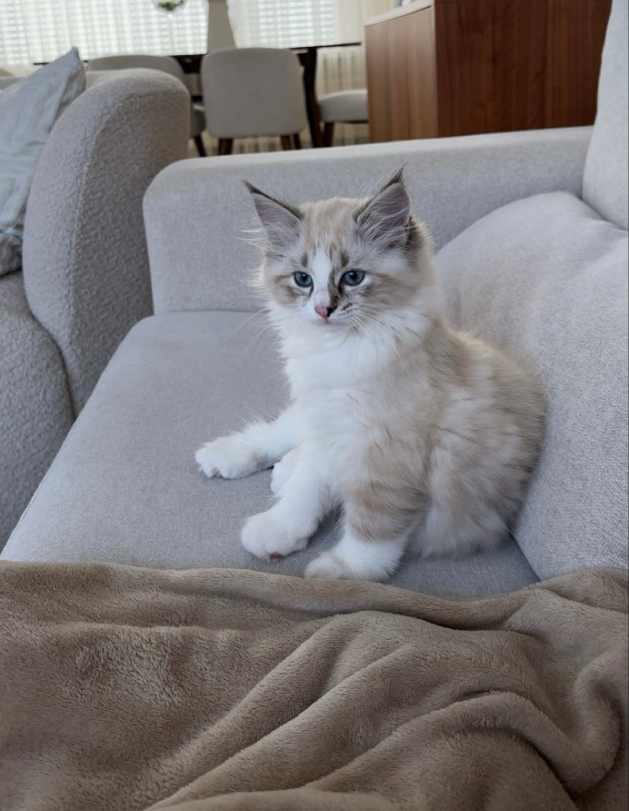 Lieve Ragdoll kitten(katertje) zoekt een fijn nieuw huisje, Kater, Langharig, 0 tot 2 jaar