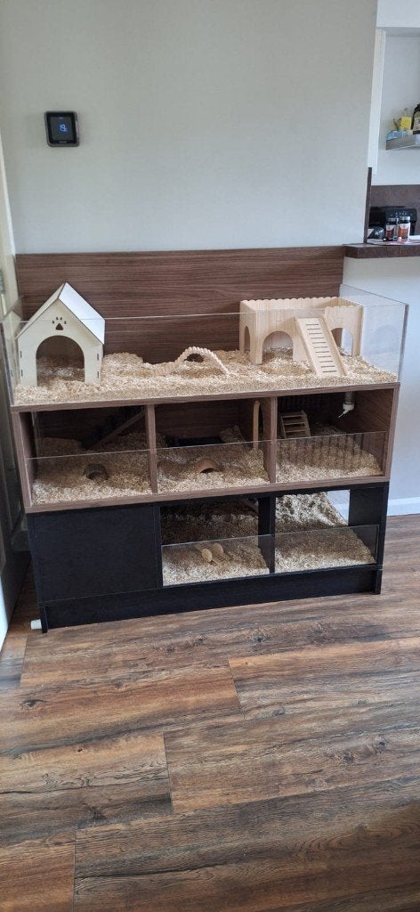 2 lieve cavia's gratis af te halen ivm langdurige vakantie, Cavia, Mannelijk, Tam, Oktober