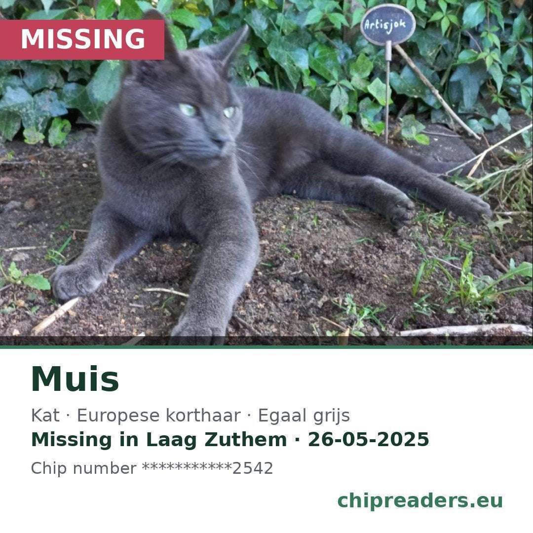 Vermist: grijze kater, Laag Zuthem, Kat