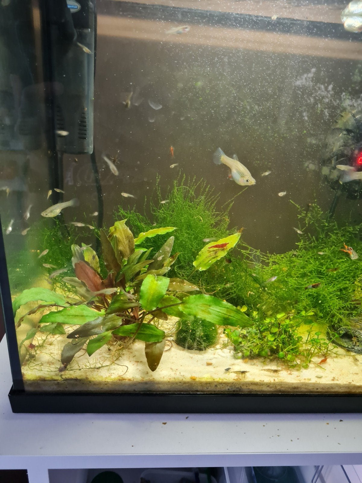 Baby guppen te koop, Dieren en Toebehoren, Vissen | Aquariumvissen, Vis