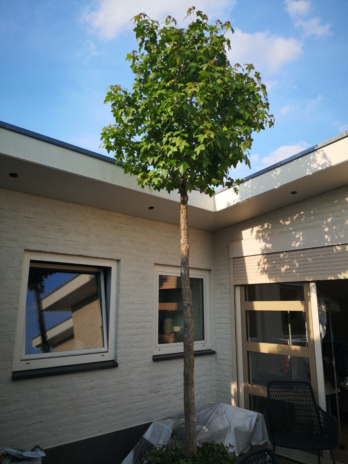Prachtige grote bol Liquidambar, amberboom, Tuin en Terras, Planten | Bomen, Bloeit niet, 250 tot 400 cm, Ophalen, Volle zon