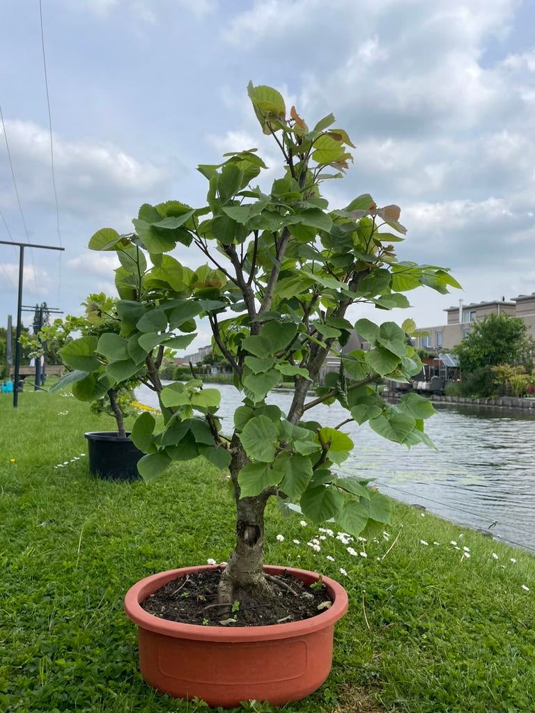 Linde bonsai, Tuin en Terras, Planten | Bomen, Ophalen, Bloeit niet, Halfschaduw, Overige soorten