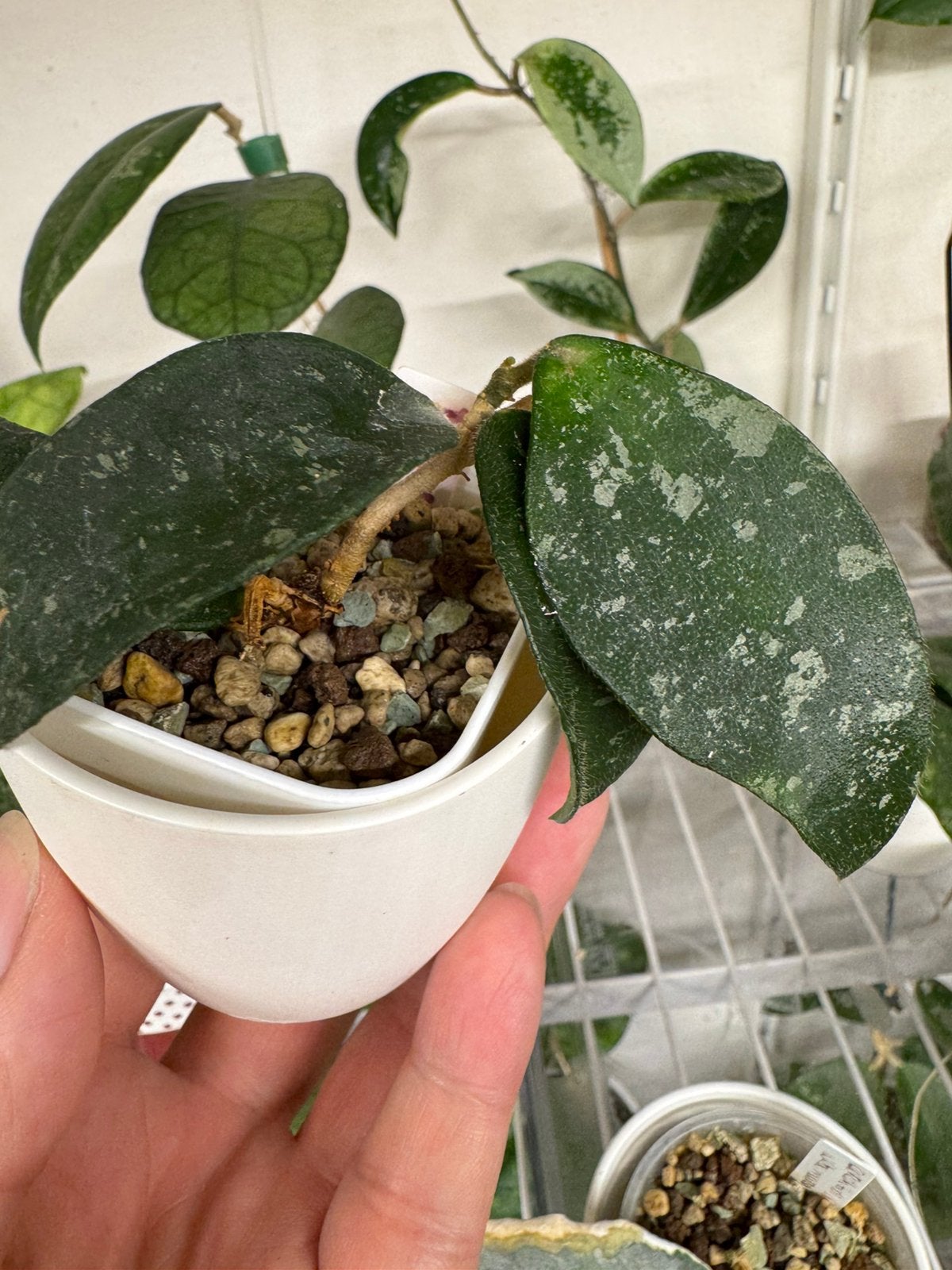Hoya phuwuaensis stekje, Huis en Inrichting, Kamerplanten, Ophalen of Verzenden, Halfschaduw, Minder dan 100 cm