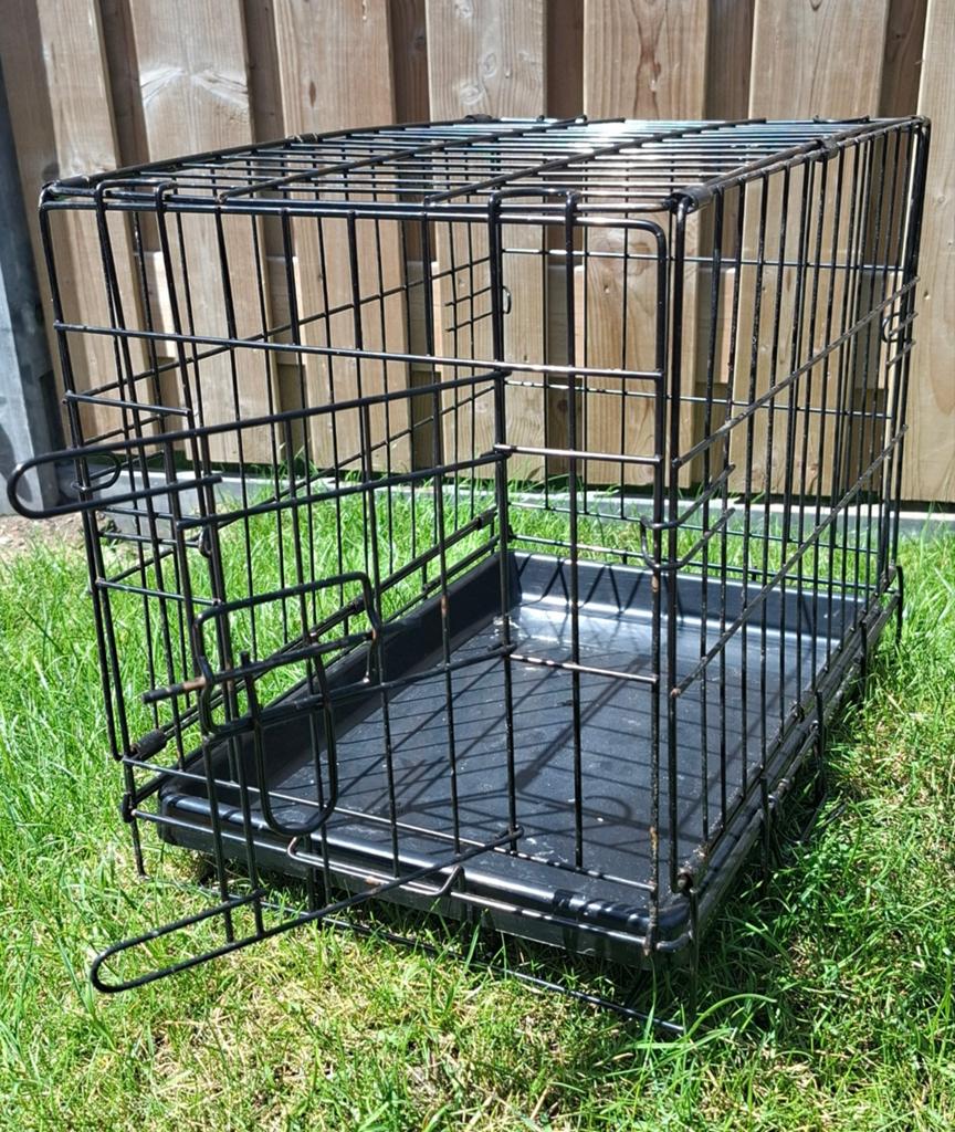 Kleine bench chihuahua, Dieren en Toebehoren, Ophalen, Gebruikt, Minder dan 75 cm, Minder dan 65 cm