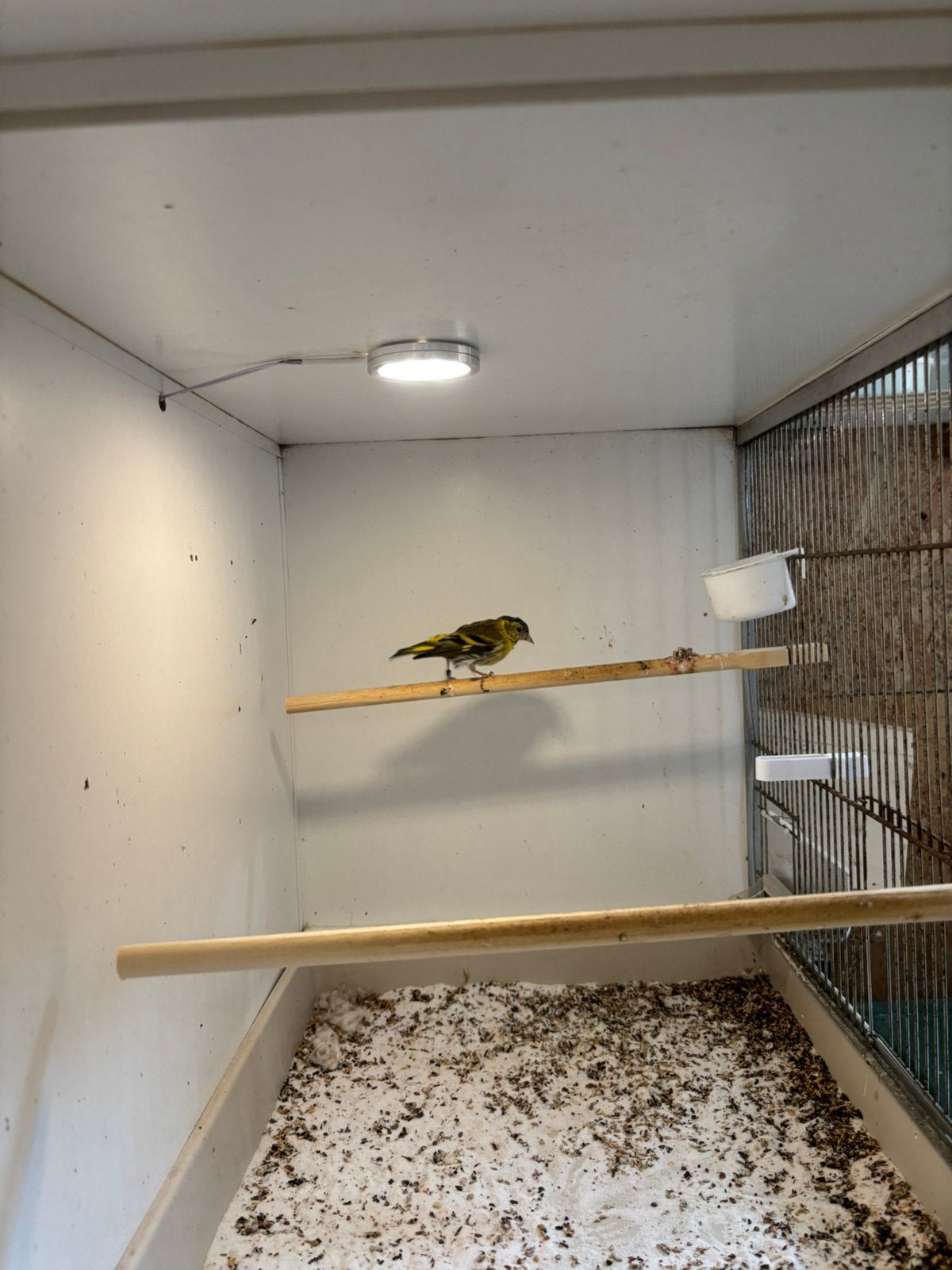 Europese sijs man, Mannelijk, Wildzangvogel, Geringd