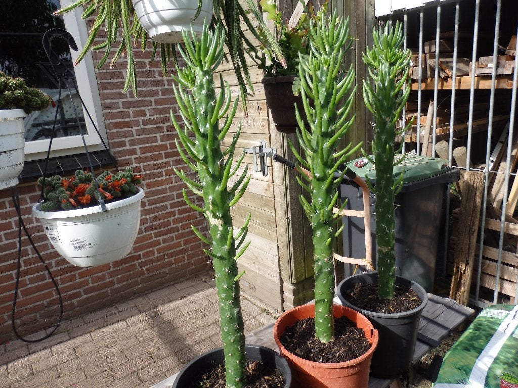 Te koop mooie grote cactussen, Ophalen, Minder dan 100 cm, Volle zon, In pot