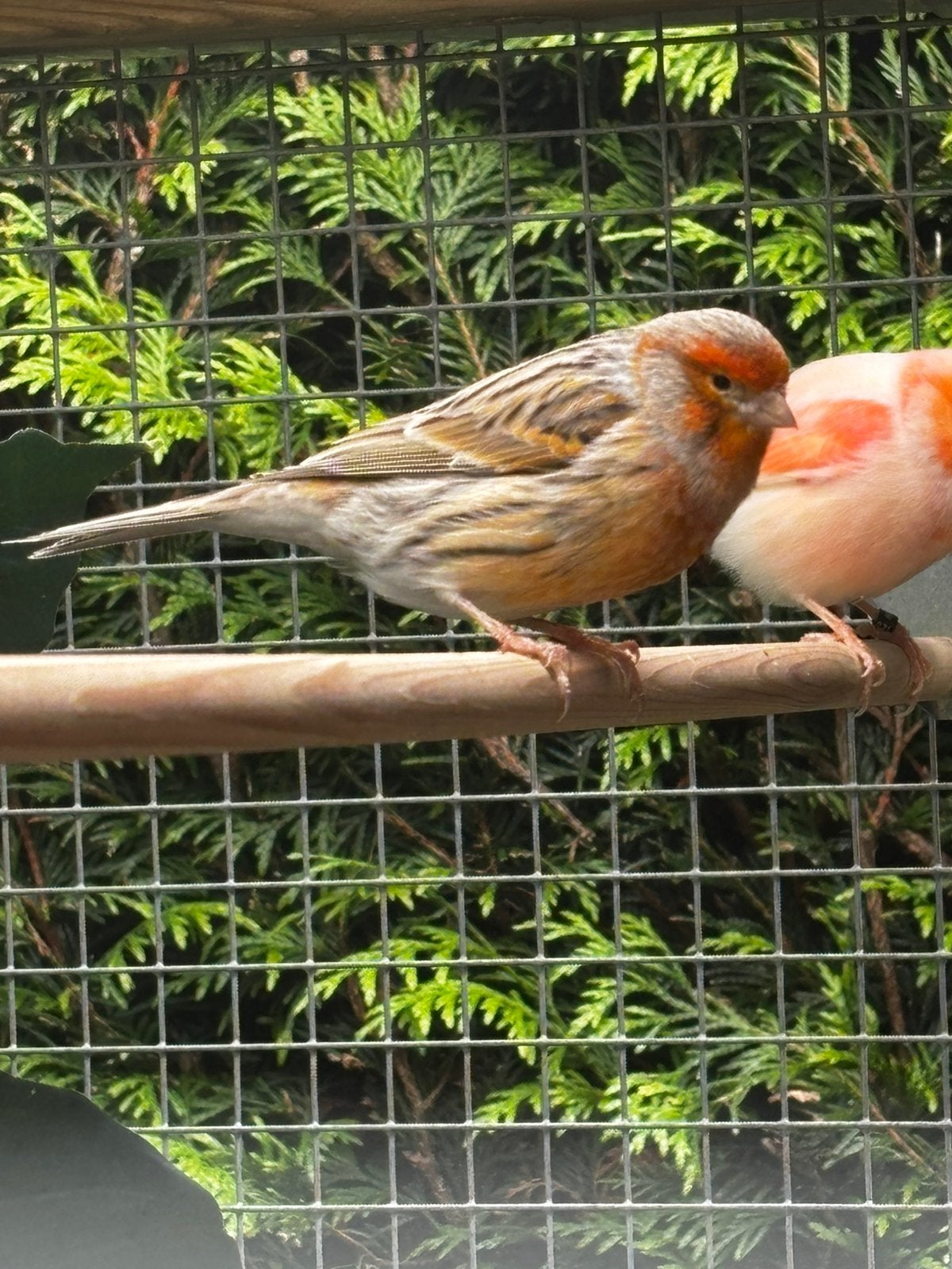 Kanarie agaat rood mozaïek, Dieren en Toebehoren, Vogels | Kanaries, Mannelijk, Kleurkanarie
