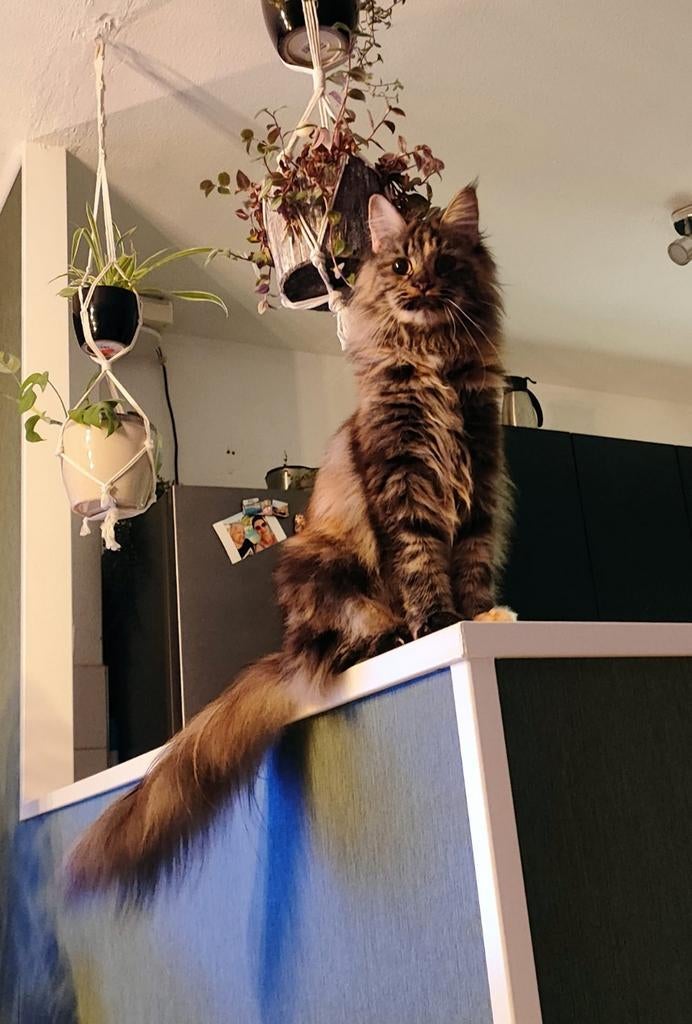 Maine Coon poes, Dieren en Toebehoren, Katten en Kittens | Raskatten | Langhaar, Poes, Gechipt, 3 tot 5 jaar