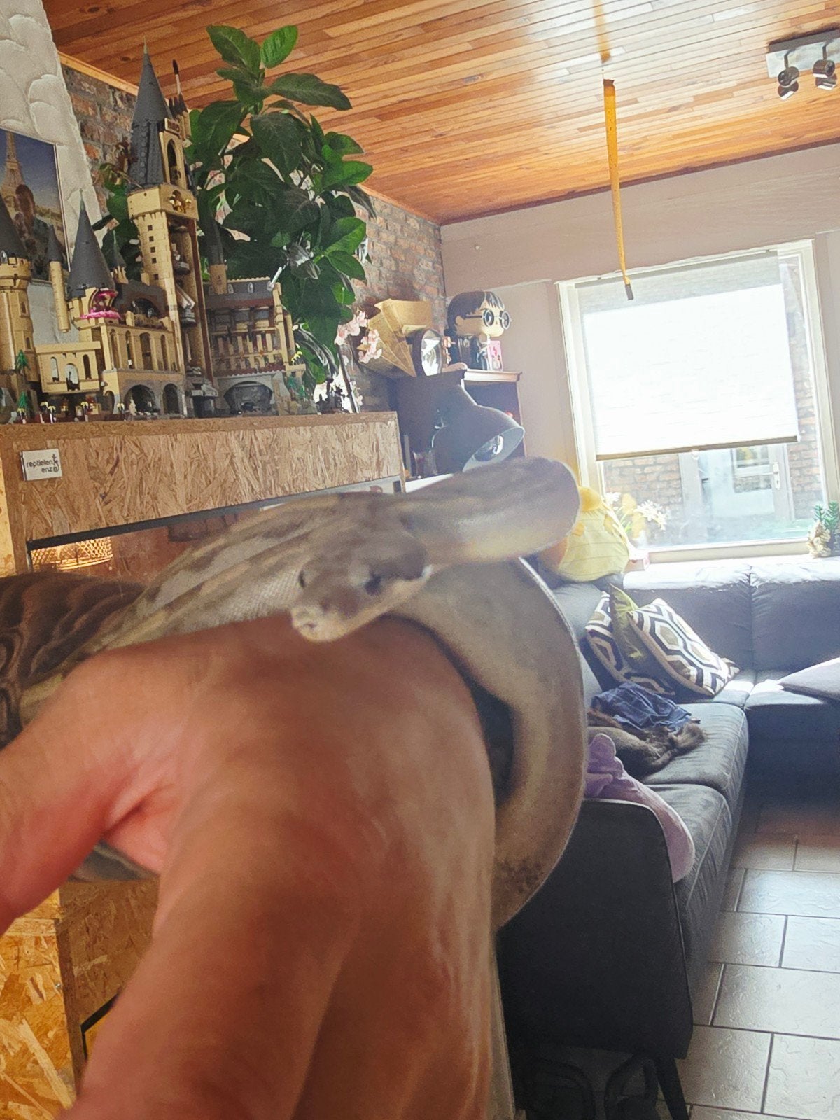boa constrictor imperator Boa Constrictor photo 5
