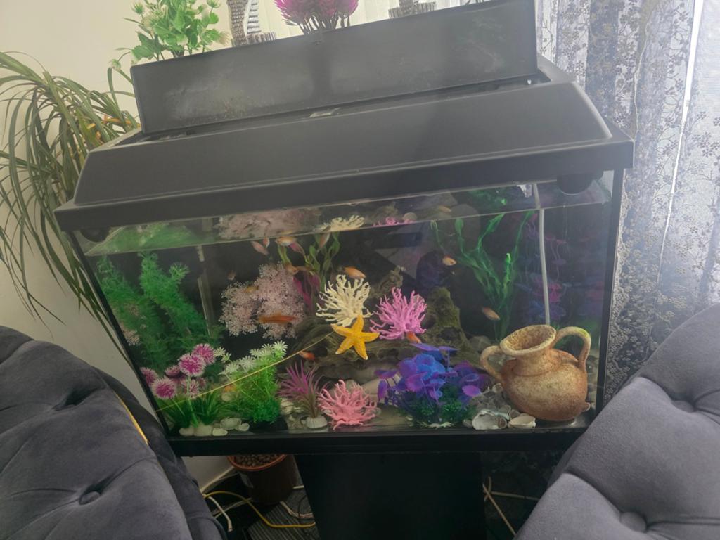 Vissen aquarium, Dieren en Toebehoren, Vissen | Aquaria en Toebehoren, Ophalen, Gevuld zoetwateraquarium