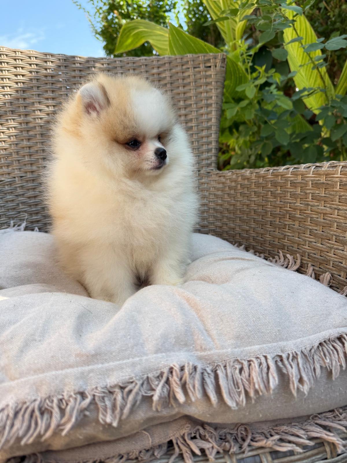 Pomeriaan pup, Overige rassen, 8 tot 15 weken, Buitenland, Teef