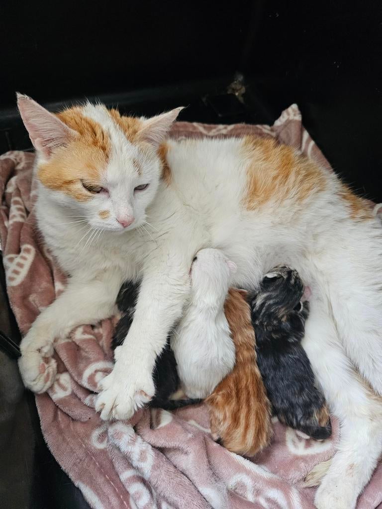 Lieve kittens, Europese korthaar, Dieren en Toebehoren, Katten en Kittens | Overige Katten, Meerdere dieren, Kortharig, 0 tot 2 jaar
