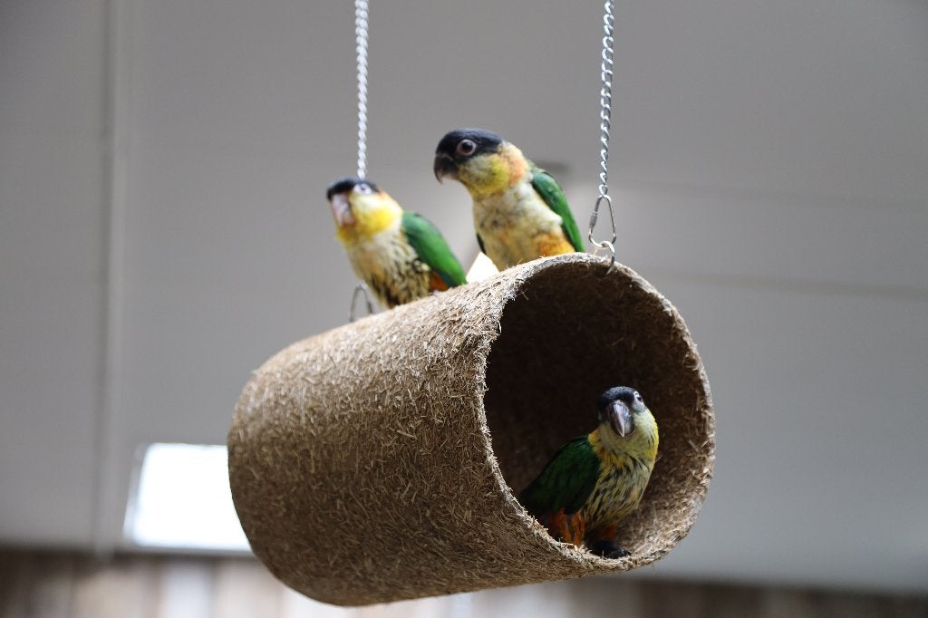 Jonge Baby Zwartkop Caique´s | getest | Speels | Handtam, Dieren en Toebehoren, Meerdere dieren, Papegaai, Pratend