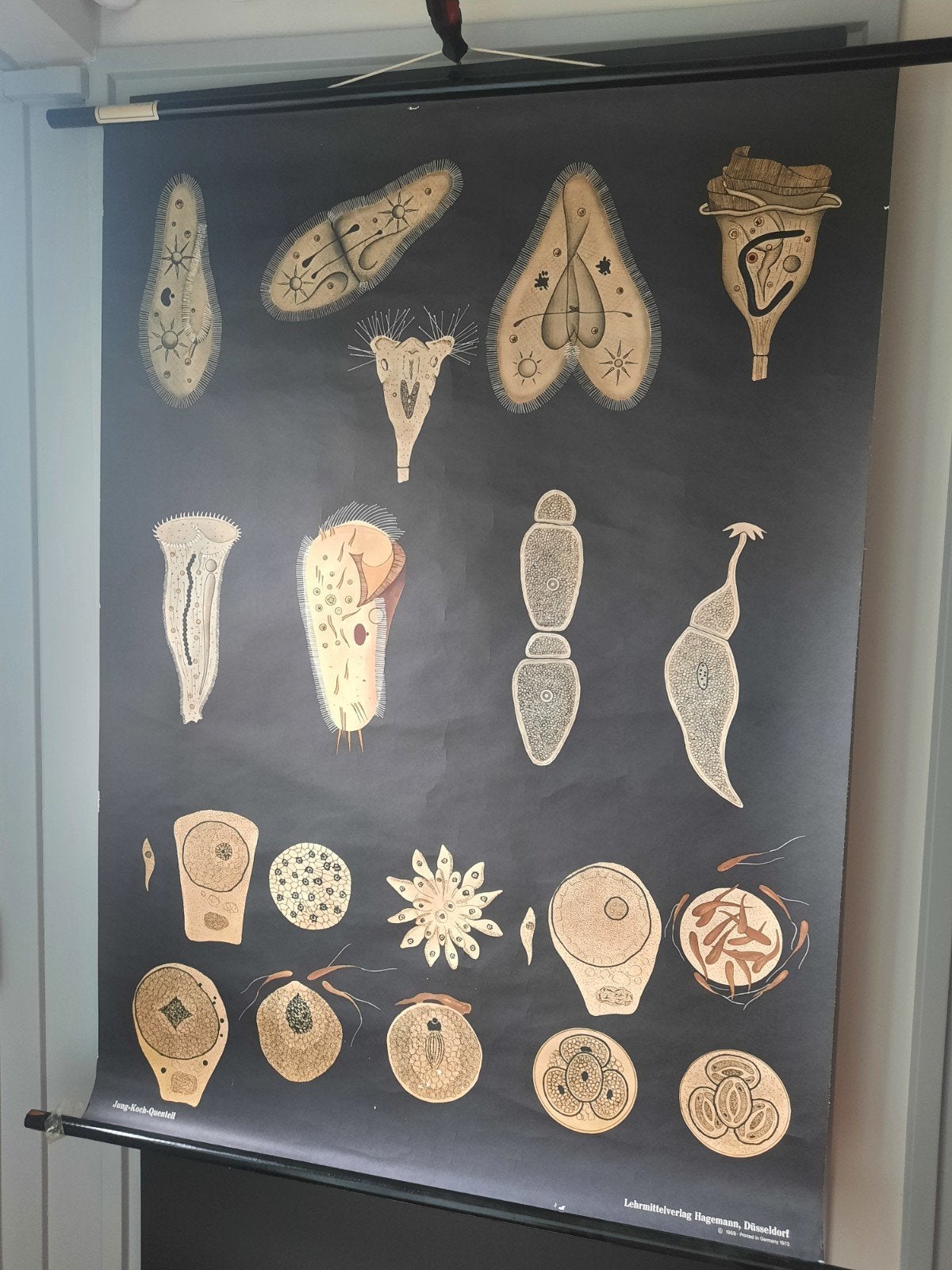 Vintage Biologie Schoolplaat - Micro-organismen 2, Ophalen, Natuur en Biologie