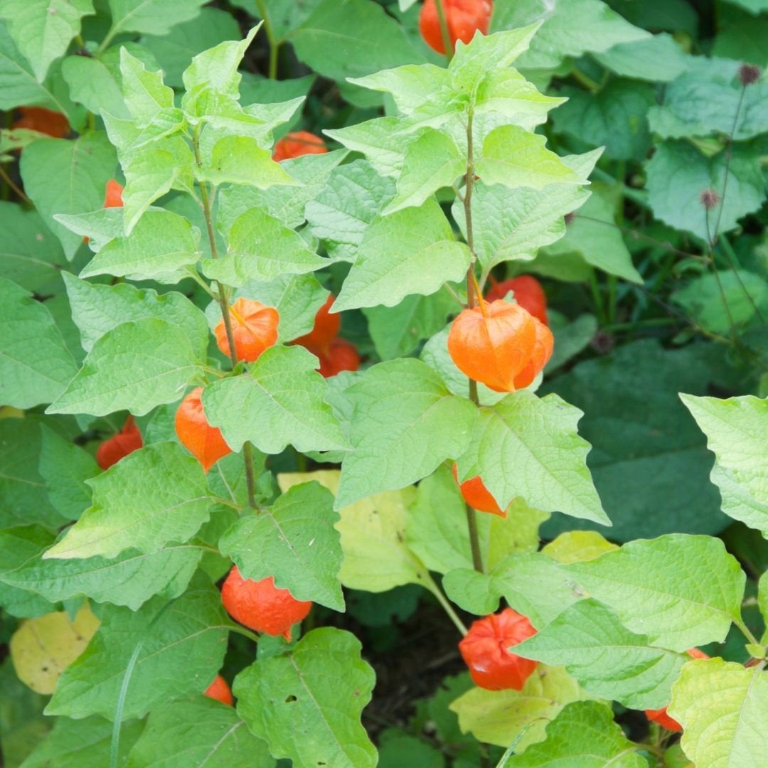 Lampionplant meerdere exemplaren, vaste plant - Physalis alk, Tuin en Terras, Volle zon, Vaste plant, Zomer, Ophalen