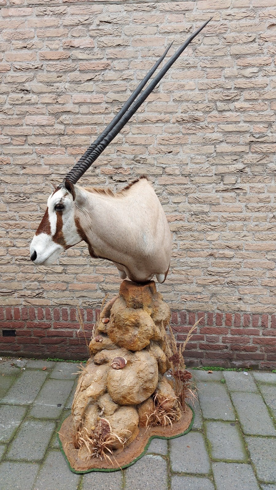 opgezette kop oryx op ornament taxidermy afrika schedel hert, Ophalen, Wild dier, Gewei of Kop
