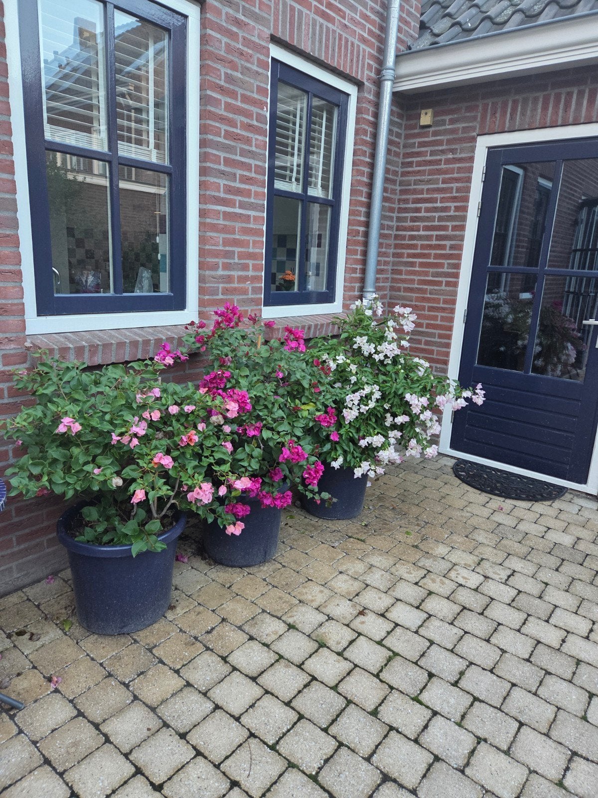 Bougainvillea planten in potten - Diverse kleuren, Volle zon, Vaste plant, Zomer, Ophalen