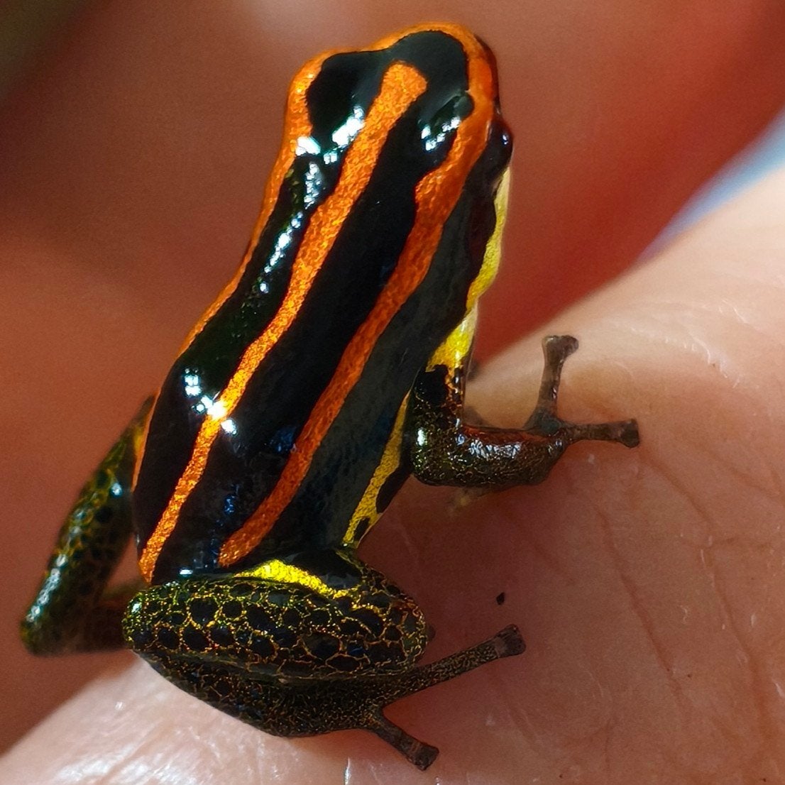 Ranitomeya uakarii 'Golden leg'