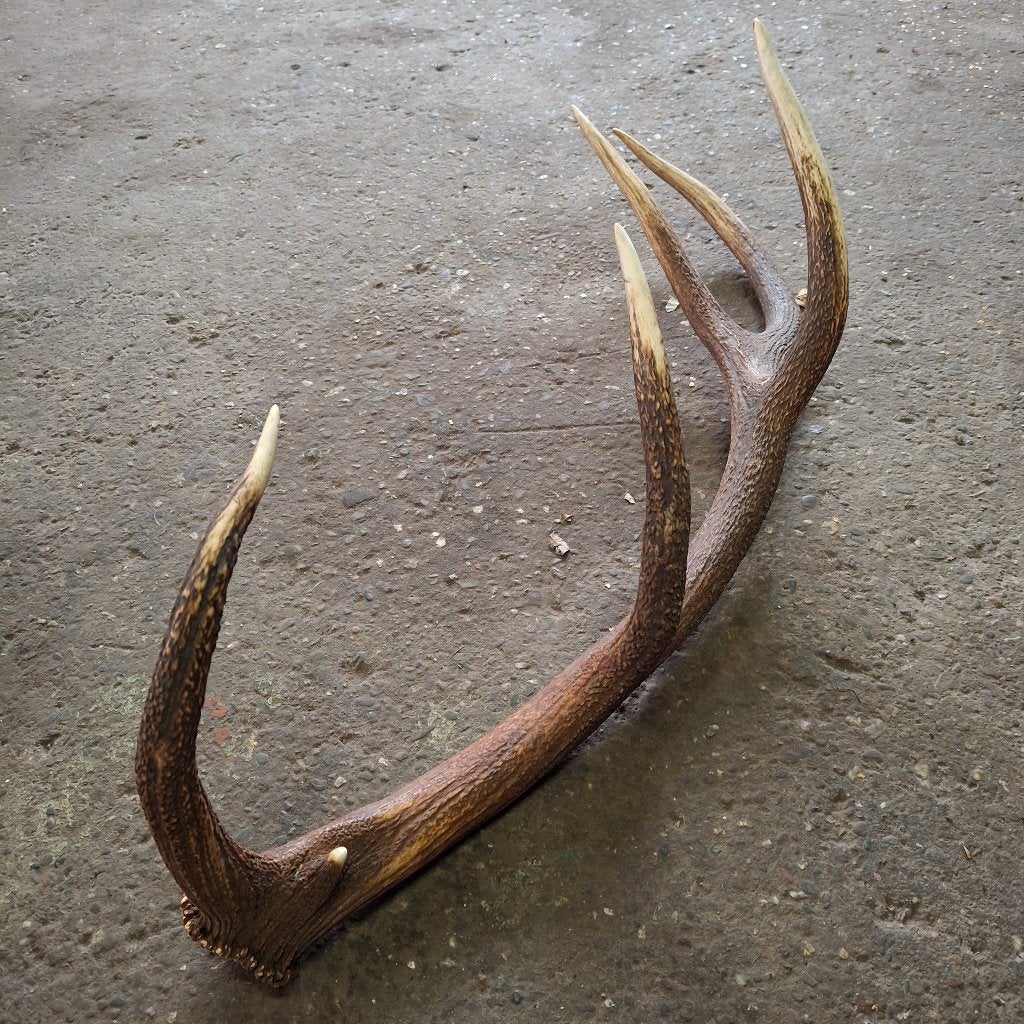 Edelhert gewei afgeworpen stang - Natuurlijke decoratie, Verzamelen, Ophalen of Verzenden, Nieuw, Hert, Gewei of Kop