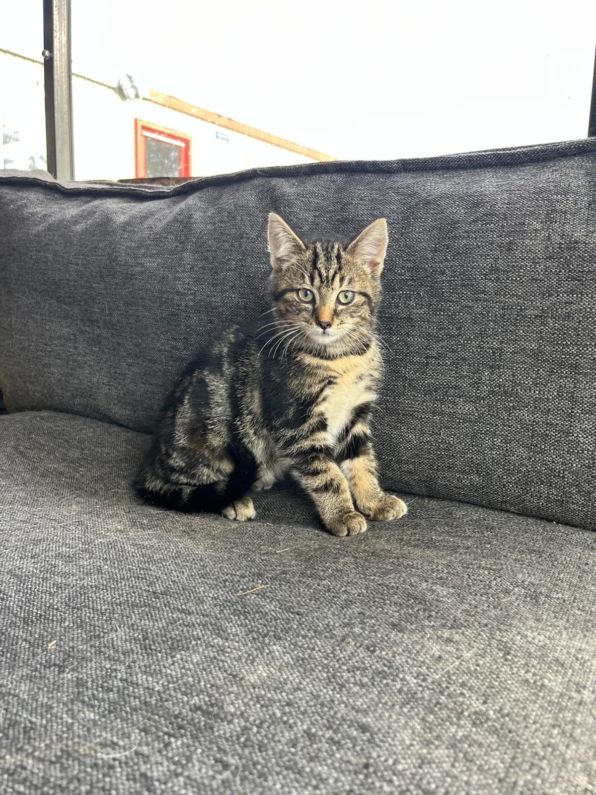 2 lieve kittens te koop, Poes