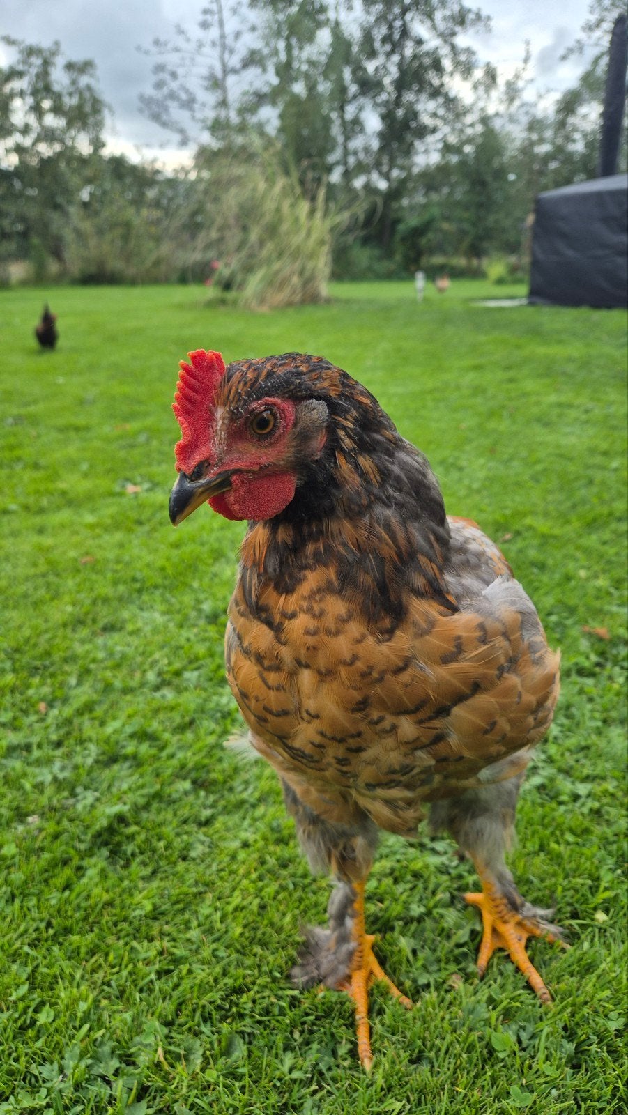 Lief en handtam haantje Brahma x Groenlegger, Mannelijk, Kip