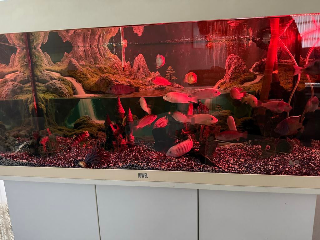 Aquariumvissen, Vis