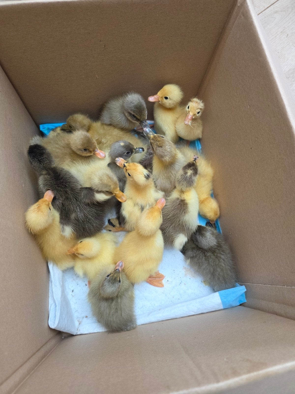 Raszuivere Indische loopeenden pulletjes (gesext), Dieren en Toebehoren, Pluimvee, Meerdere dieren