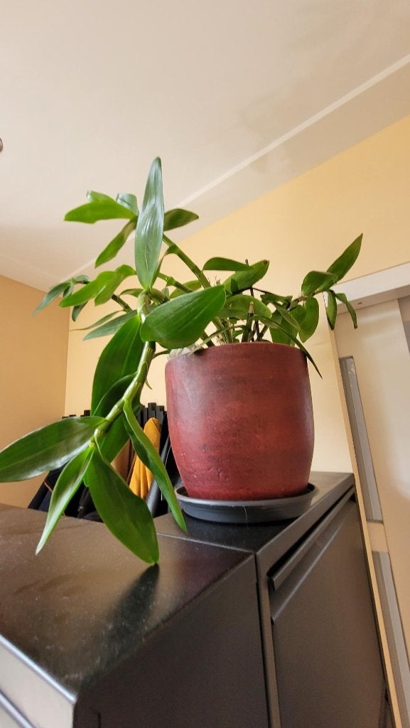 verschillende binnen planten te koop, Ophalen, Overige soorten, Halfschaduw, Minder dan 100 cm