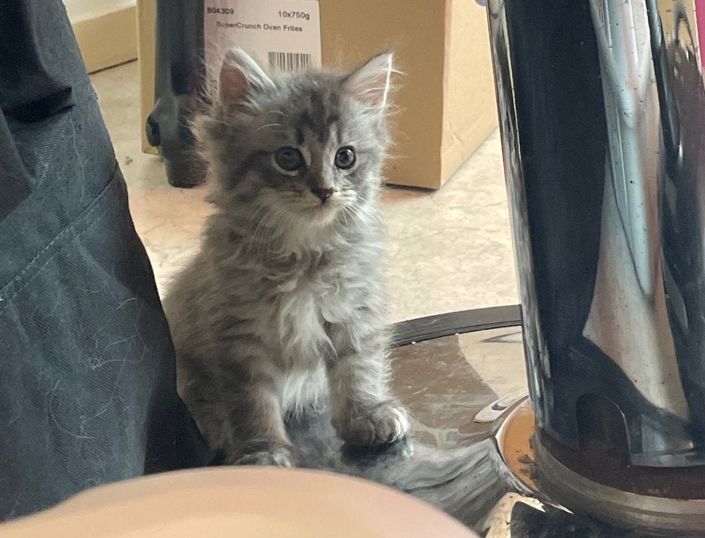 Kittens mix Perzische en maincoon, 0 tot 2 jaar