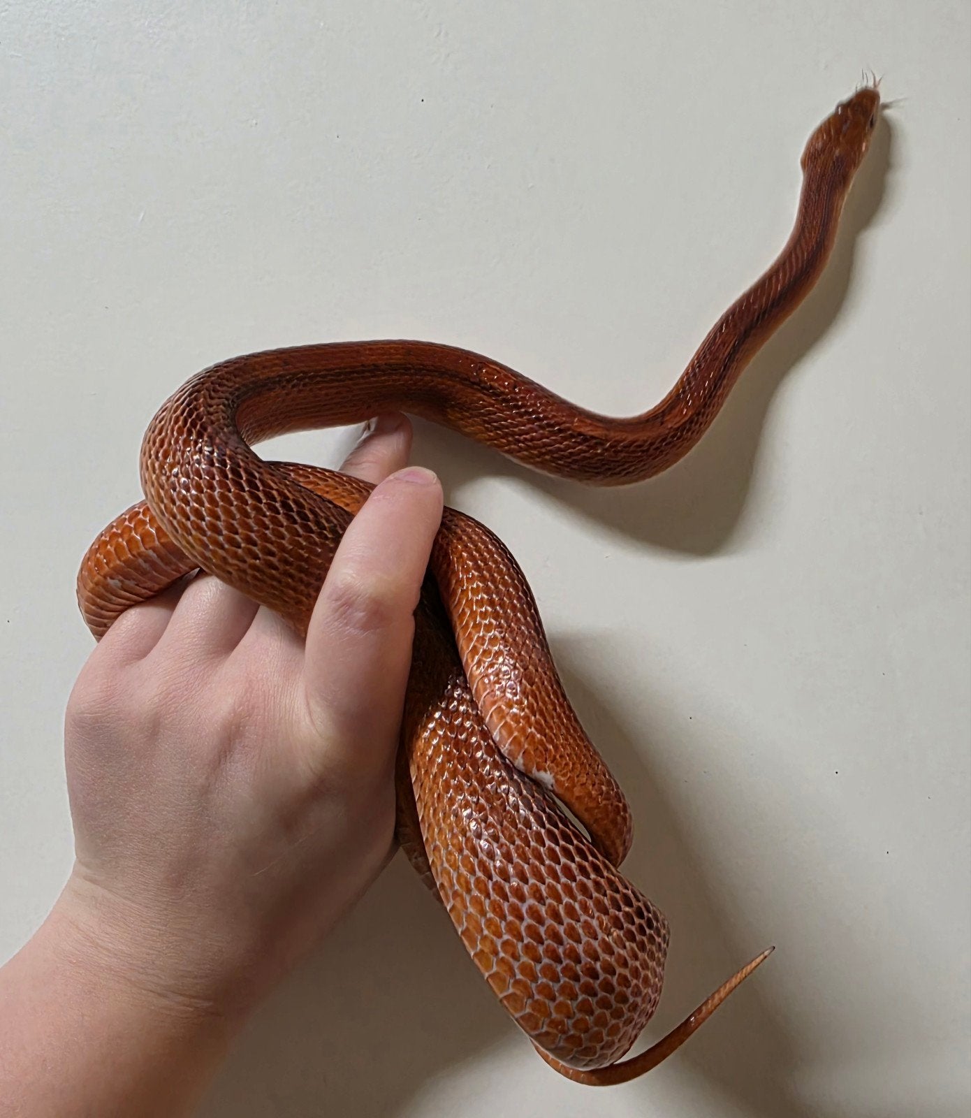 Pantherophis guttatus (Bloodred striped) 0.1 Corn Snake photo 3