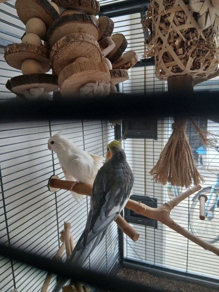 Tam koppel valkparkieten met grote kooi, Meerdere dieren, Parkiet, Tam
