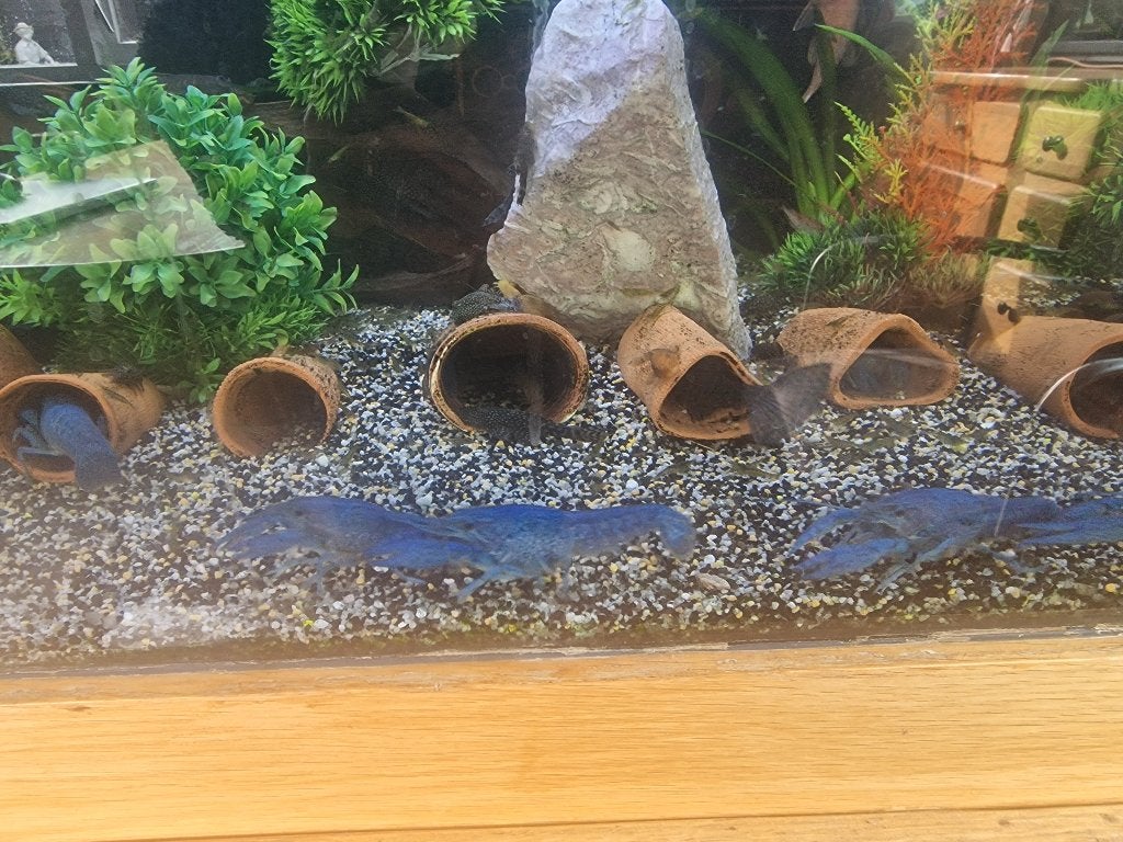 4 Blauwe Florida kreeften, Dieren en Toebehoren, Kreeft, Krab of Garnaal, Zoetwatervis