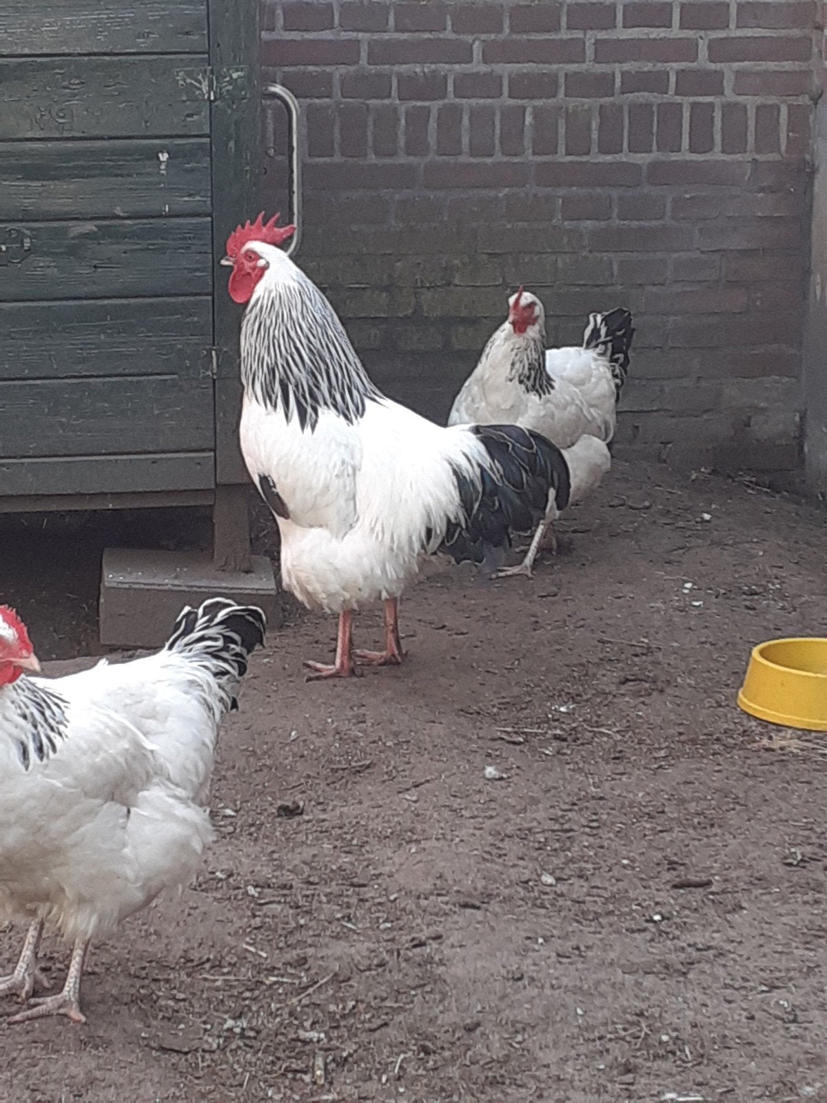 sussex columbia broedeieren, Kip