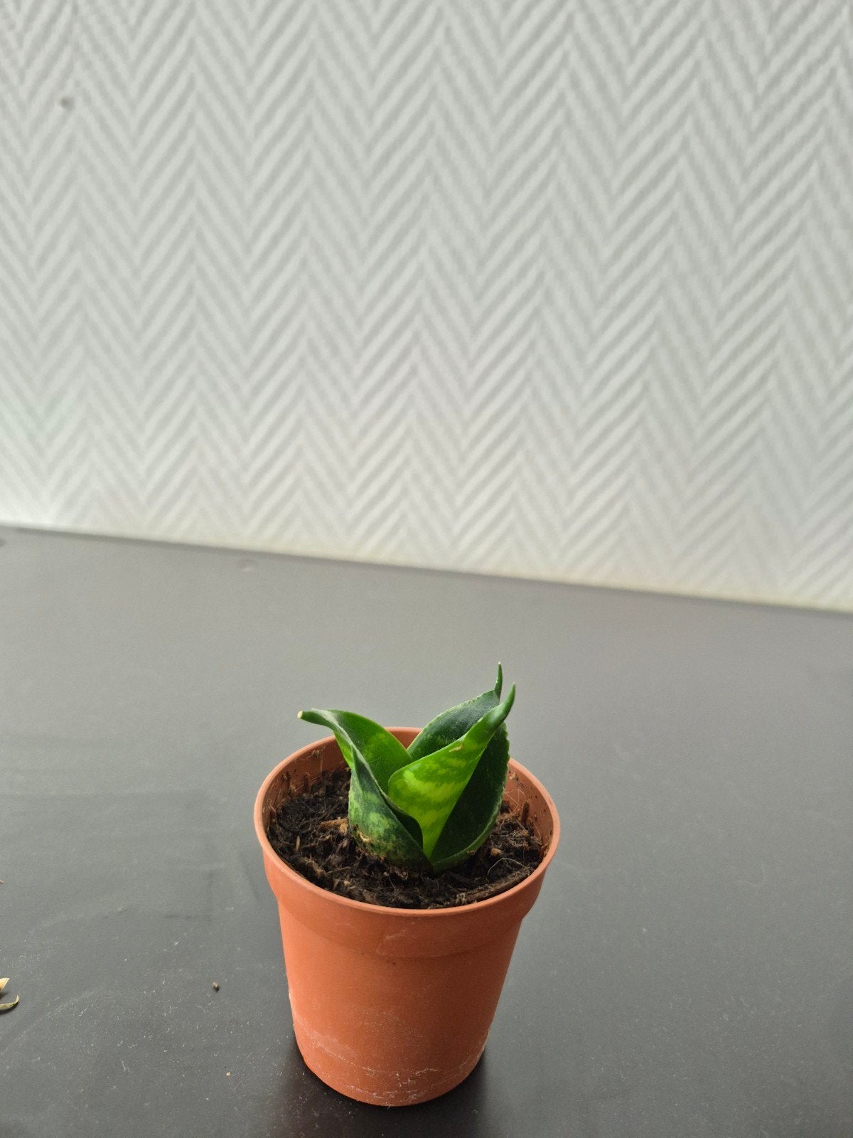 Sansevieria ' Dragon' - Kleine Slangenplant, Huis en Inrichting, Kamerplanten, Overige soorten, In pot, Minder dan 100 cm, Groene kamerplant
