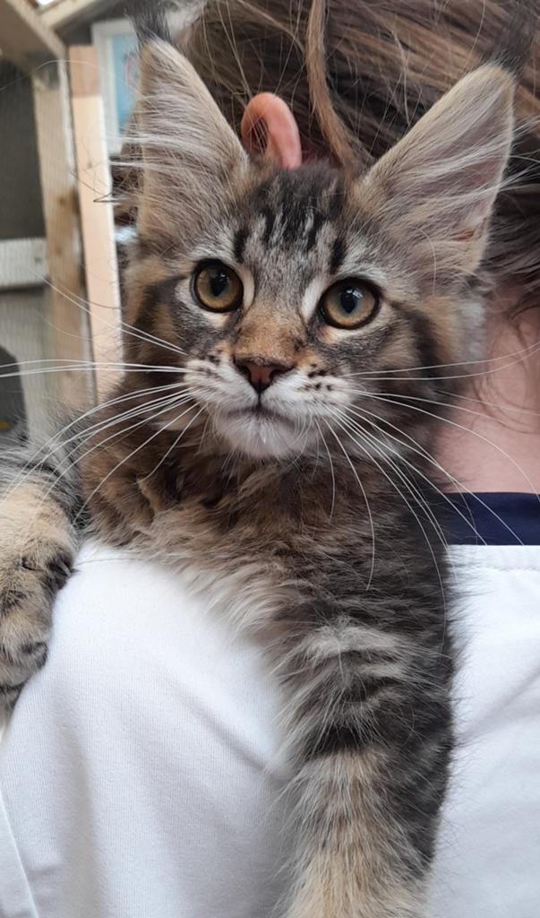 Twee mooie Maine Coon poesjes met stamboom, Dieren en Toebehoren, Katten en Kittens | Raskatten | Langhaar, Poes, Met stamboom