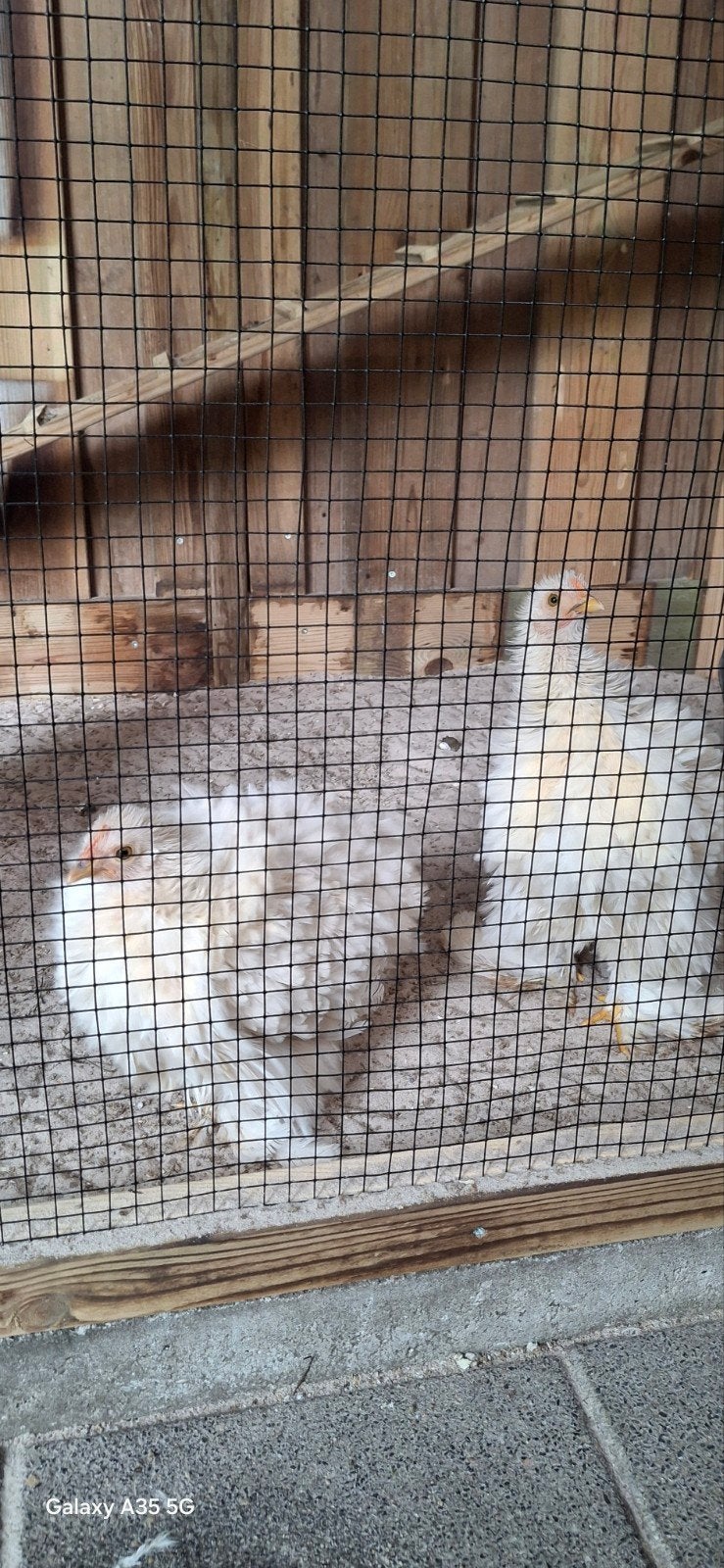 cochin kriel 2 hennen met haan., Dieren en Toebehoren, Meerdere dieren, Kip