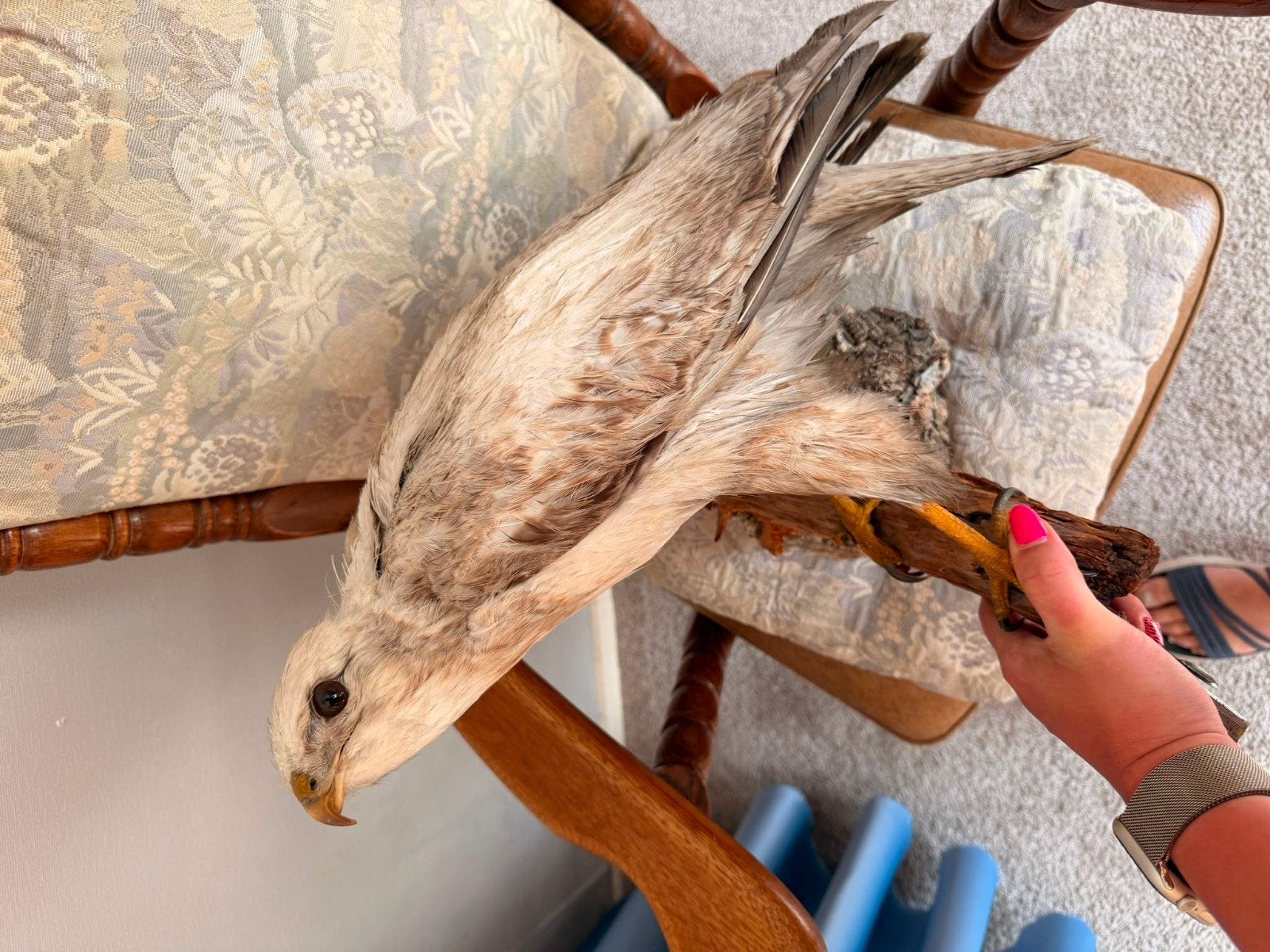 witte buizerd, Ophalen, Zo goed als nieuw, Vogel, Opgezet dier