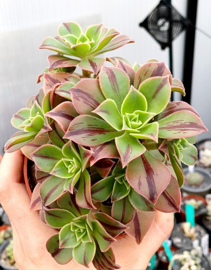 Aeonium leucoblepharum red stripe, Ophalen of Verzenden, Halfschaduw, Minder dan 100 cm