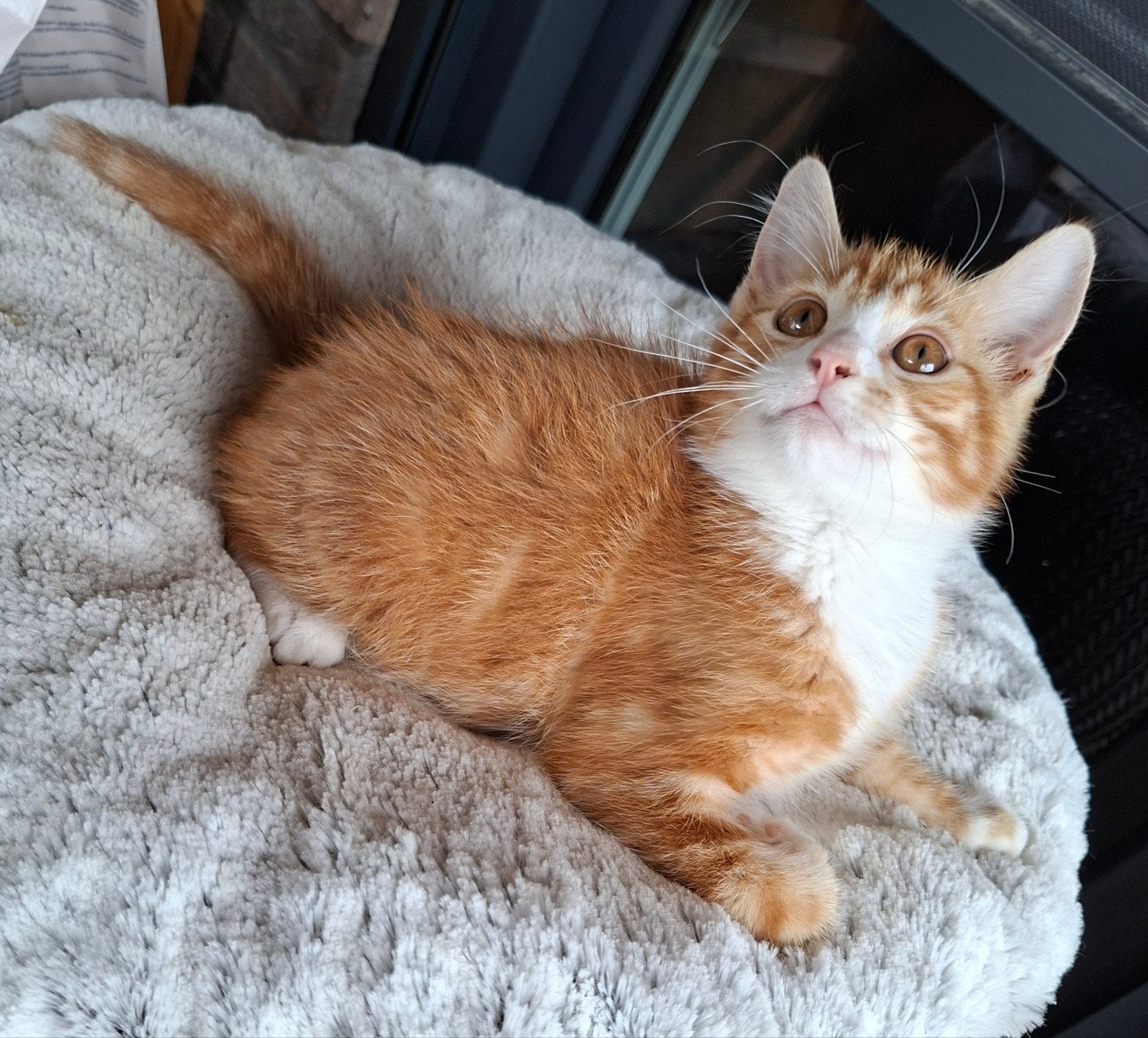 1 mooi katertje van 9/10 weken! Mag opgehaald worden!, Kater