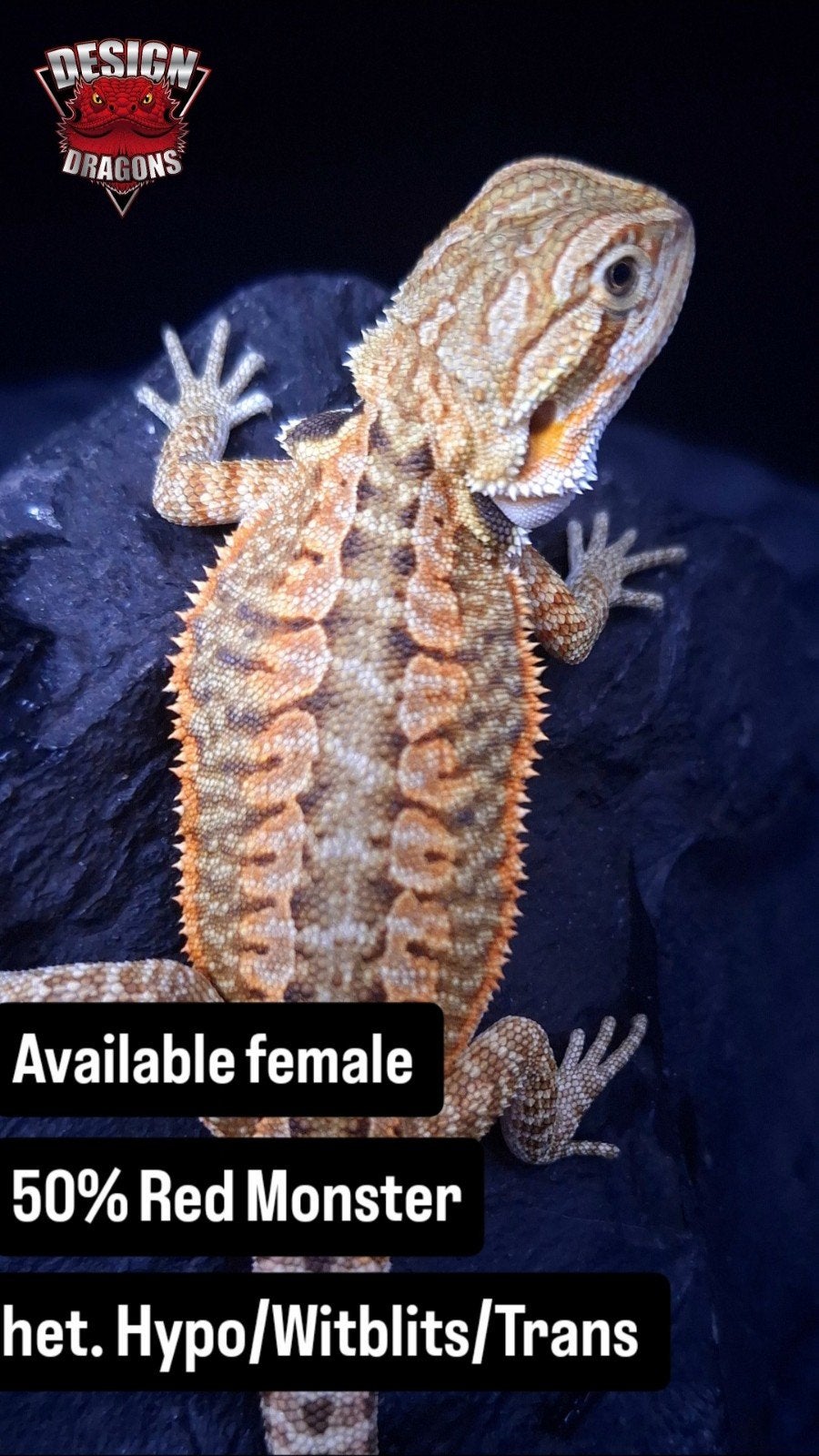 50% Red Monster Triple het Hypo/Wits/Trans baardagaam vrouw Bearded Dragon - female for sale from Design Dragons