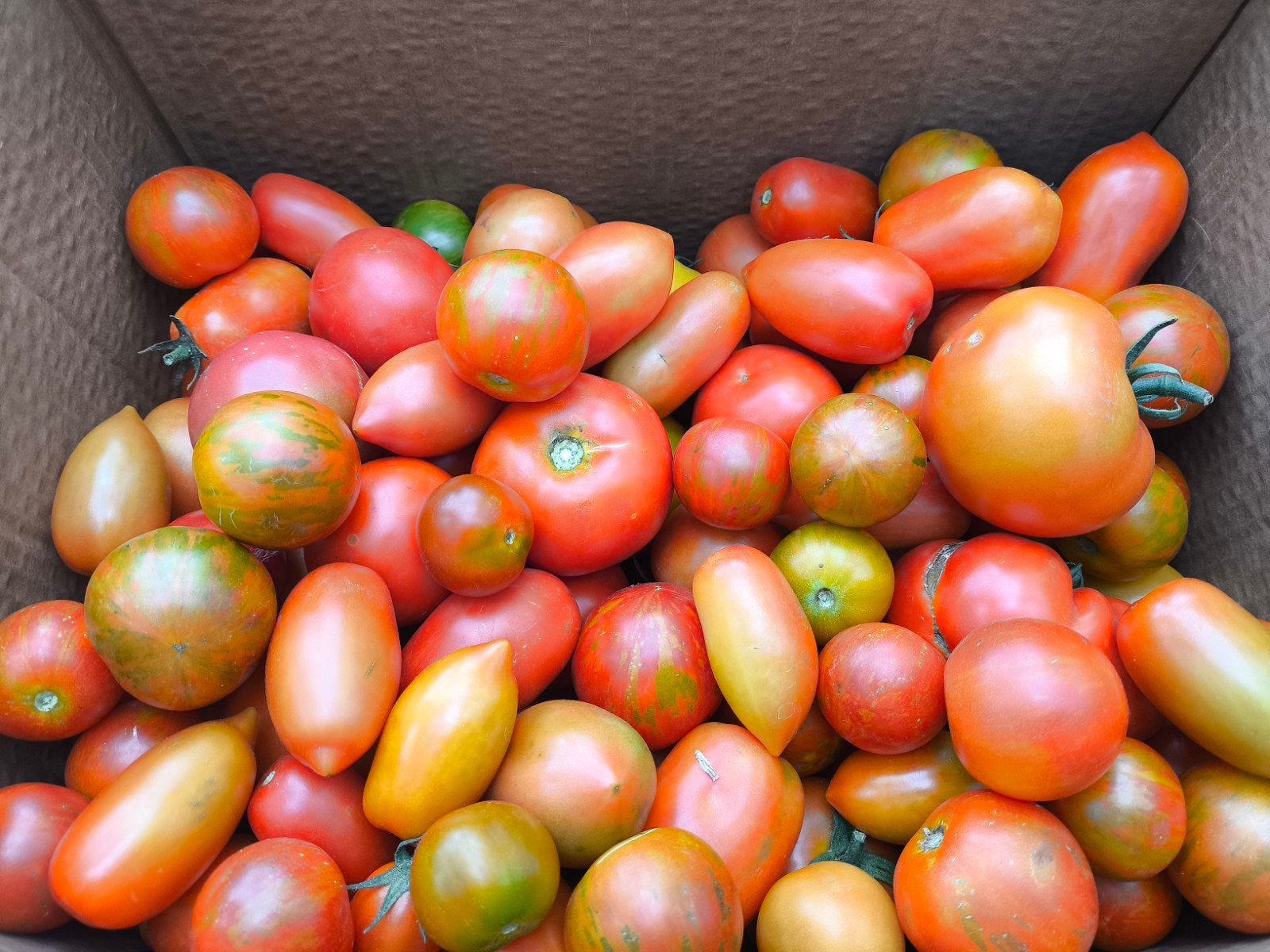 Verse tomaten - Diverse soorten en maten 1,50 kg, Ophalen