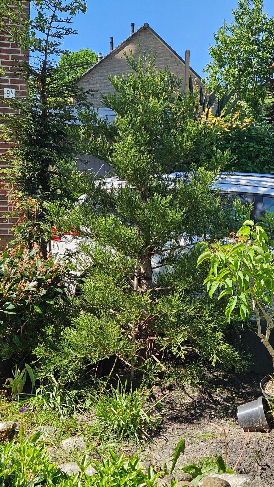 Mammoetboom, Ophalen of Verzenden, Overige soorten, Volle zon