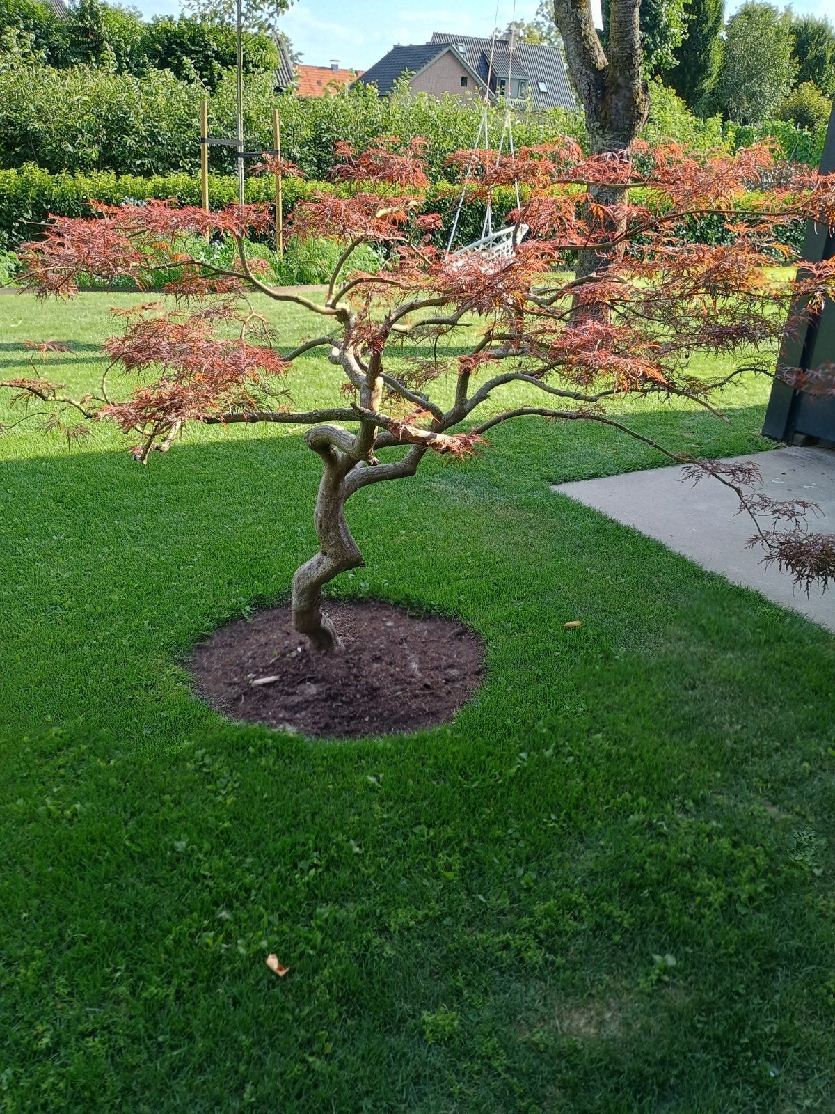 Prachtige Japanse Esdoorn (Palmatum Garnet, Ophalen, Halfschaduw, Overige soorten, Lente